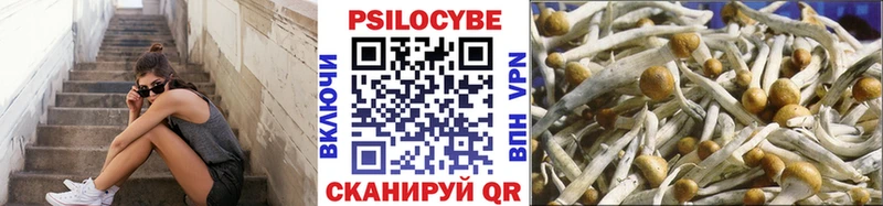 kraken ТОР Плавск Галлюциногенные грибы Psilocybe